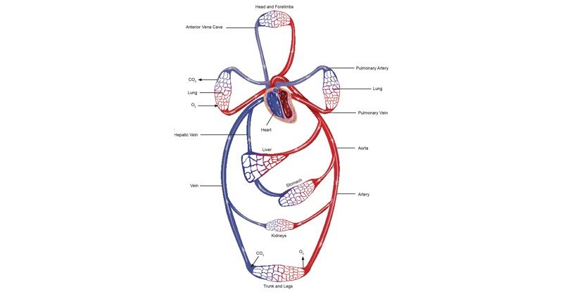 Circulatory-system
