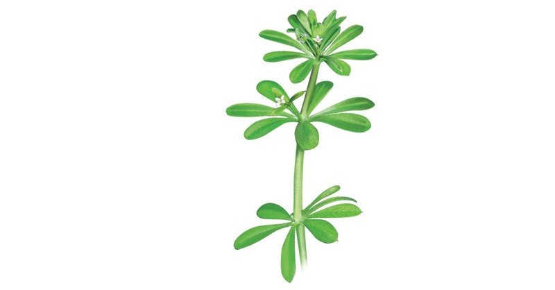 Cleavers