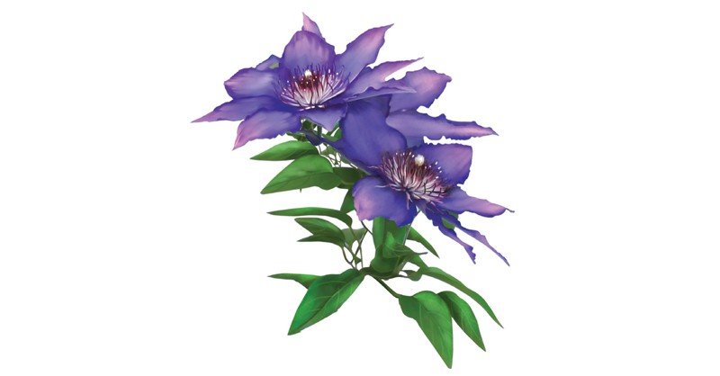 Clematis