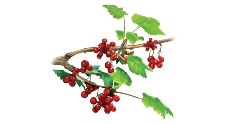 Clove-Currant