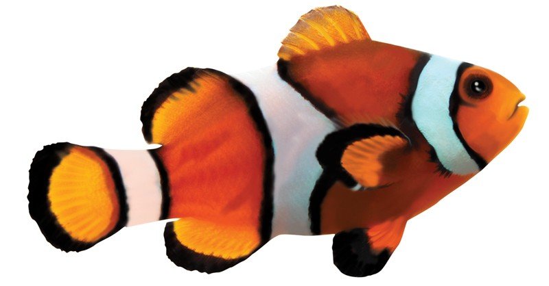 Clown-Fish