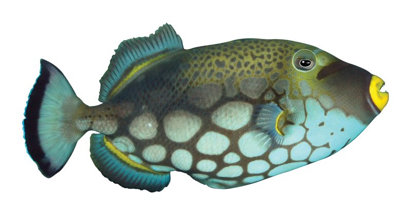 Clown-Trigger-Fish