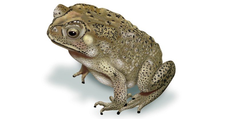 Common-Indian-Toad