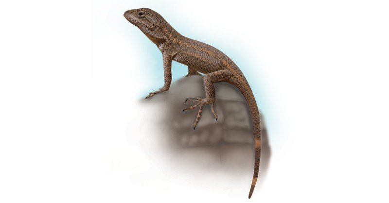 Common-Sagebrush-Lizard