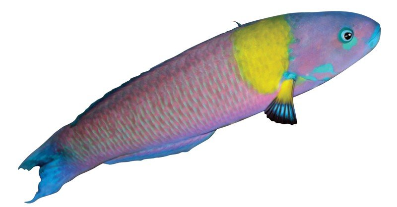 Cortez-Rainbow-Wrasse