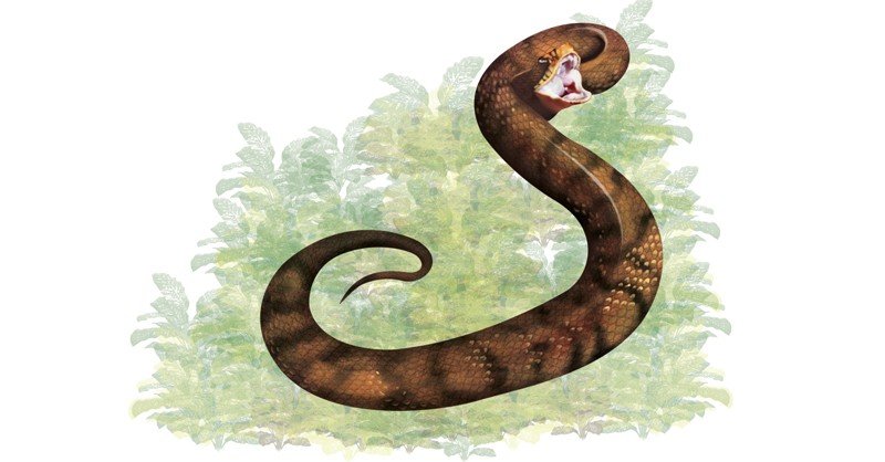 Cotton-mouth-Snake