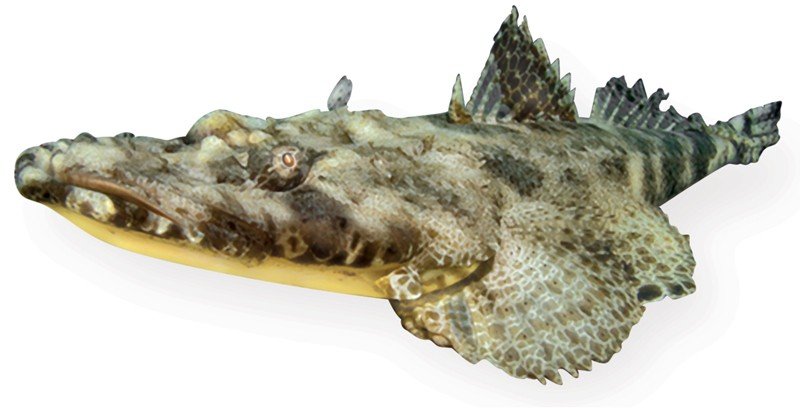 Crocodile-Fish