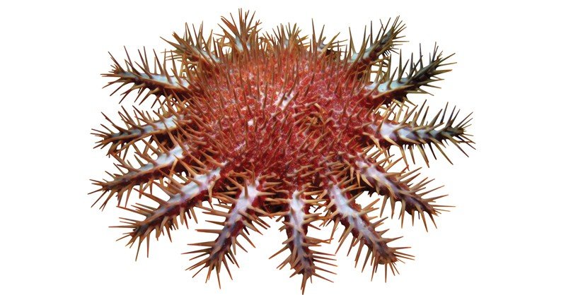 Crown-of-Thorns