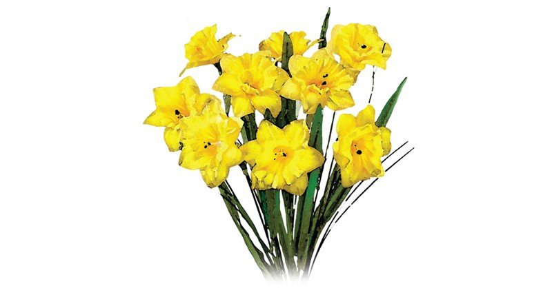 Daffodil