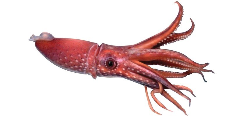 Dana-Octopus-Squid