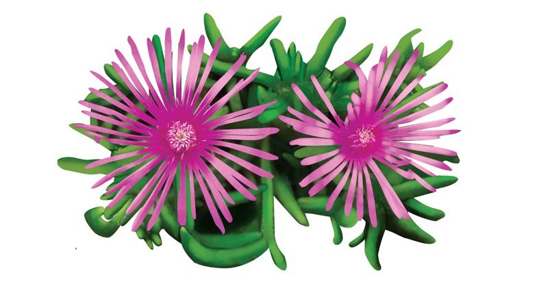 Delosperma-ice