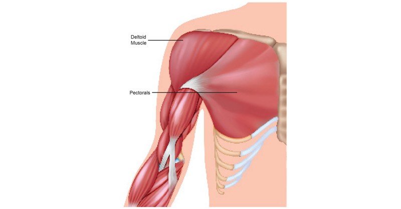 Deltoid-Muscle-and-Pectorals