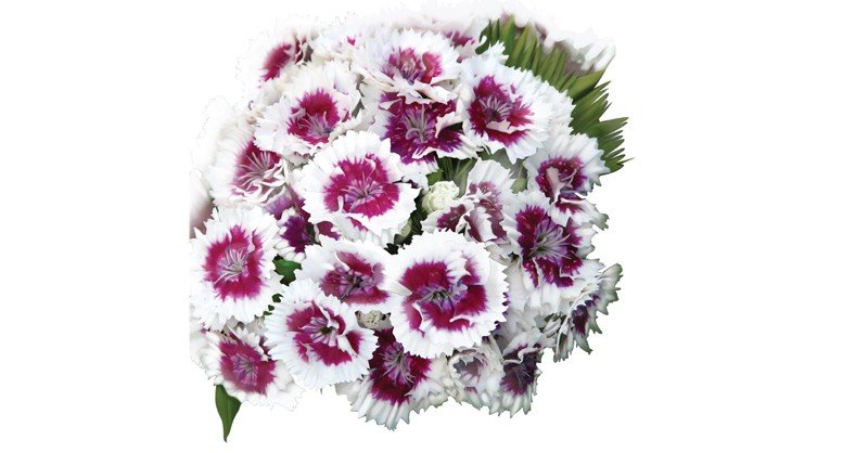 Dianthus