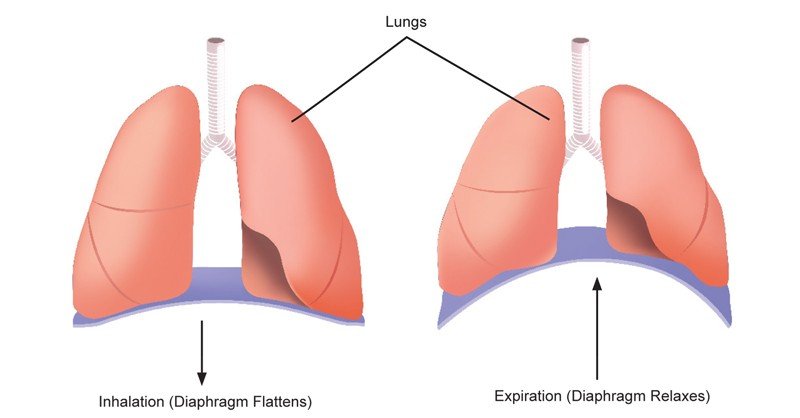 Diaphragm