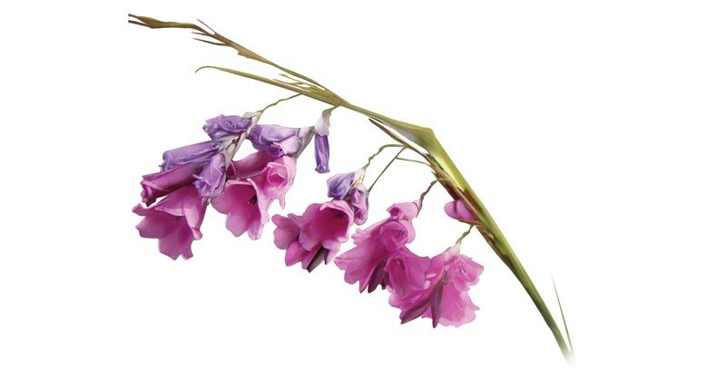 Dierama-wandflower