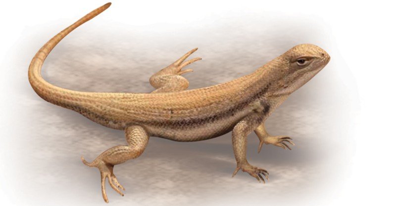 Dunes-Sagebrush-Lizard