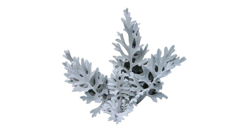 Dusty-Miller