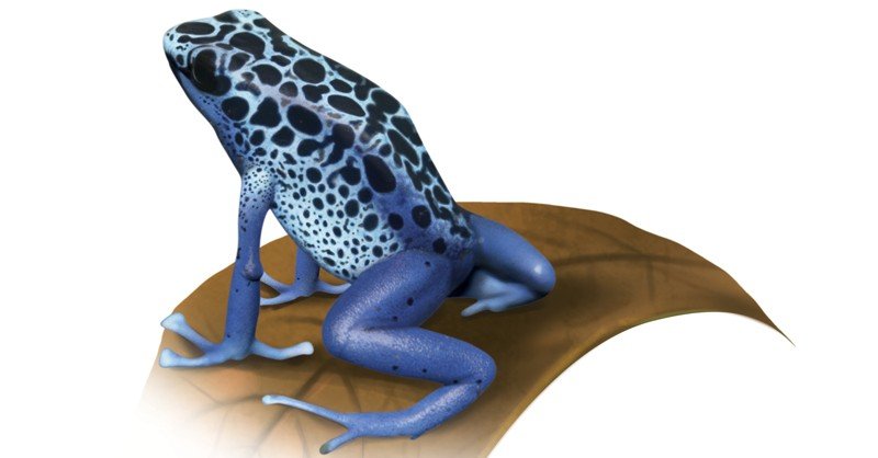 Dyeing-Dart-Frog