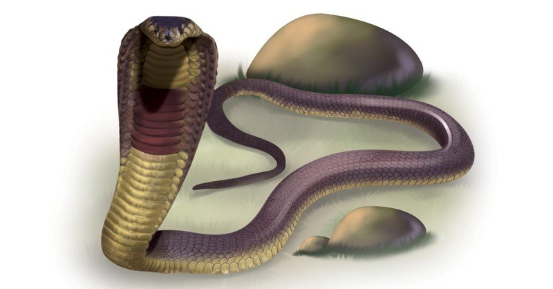 Egyptian-Cobra