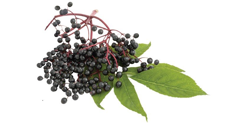 Elderberry