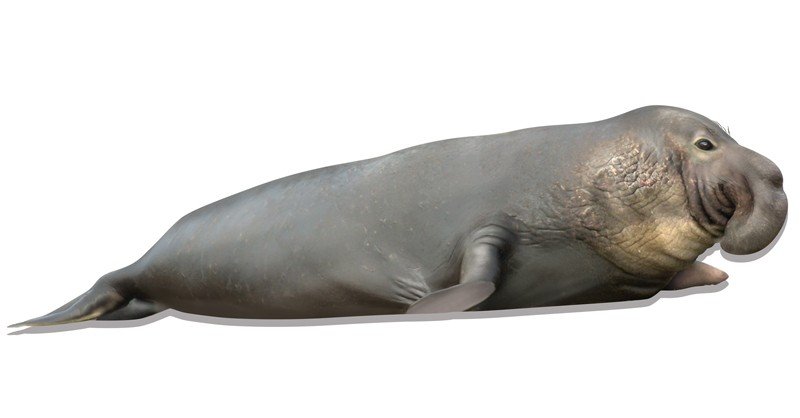 Elephant-Seal-(Northern)
