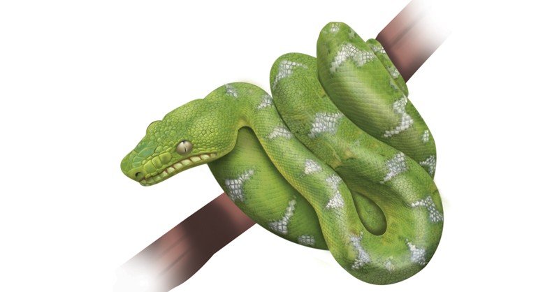 Emerald-Boa