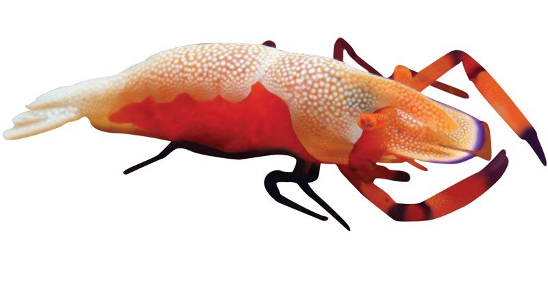 Emperor-Shrimp