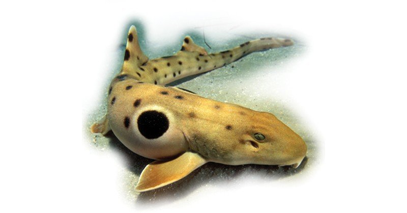 Epaulette-Shark