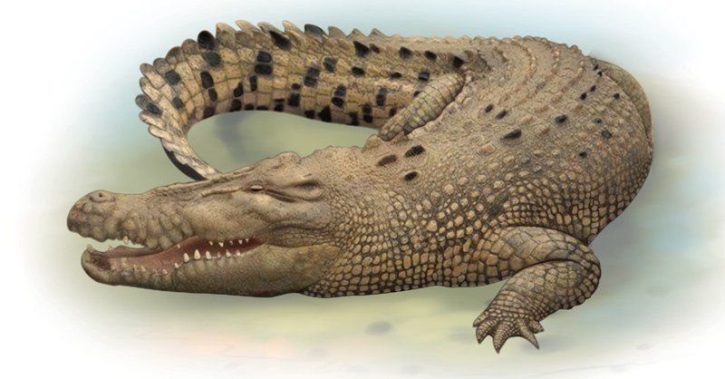 Estuarine-Crocodile