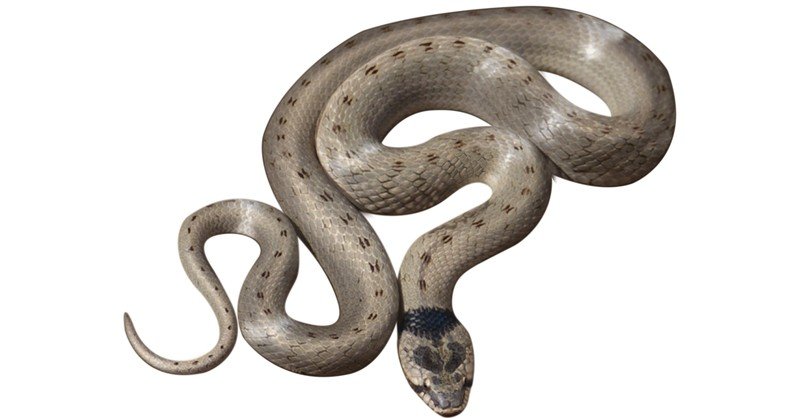 False-Smooth-Snake