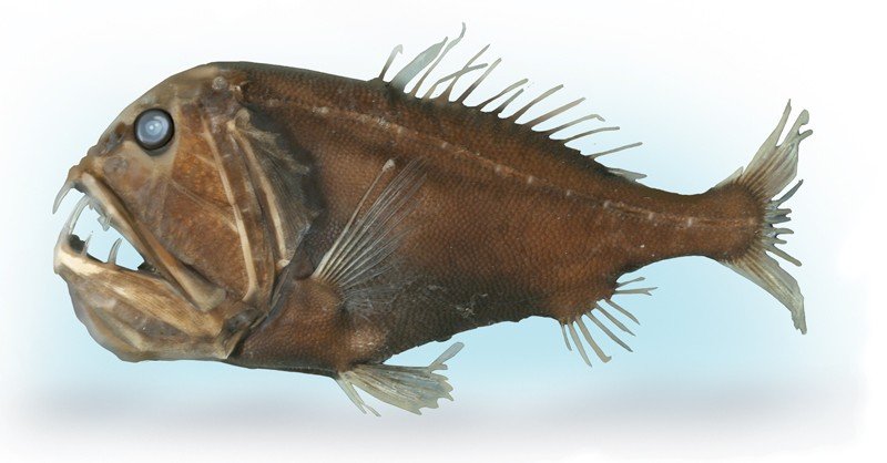 Fangtooth-Fish