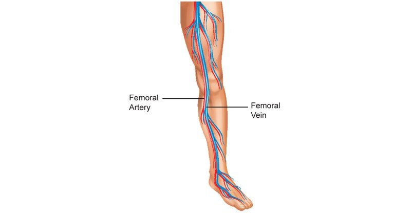 Femoral-Vein-&-Artery