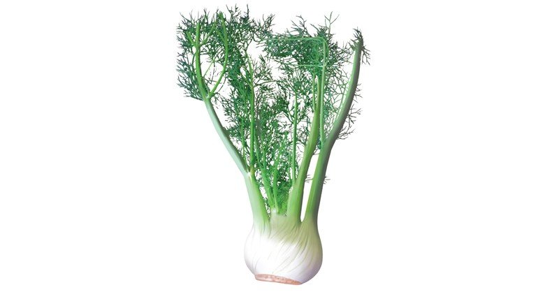 Fennel