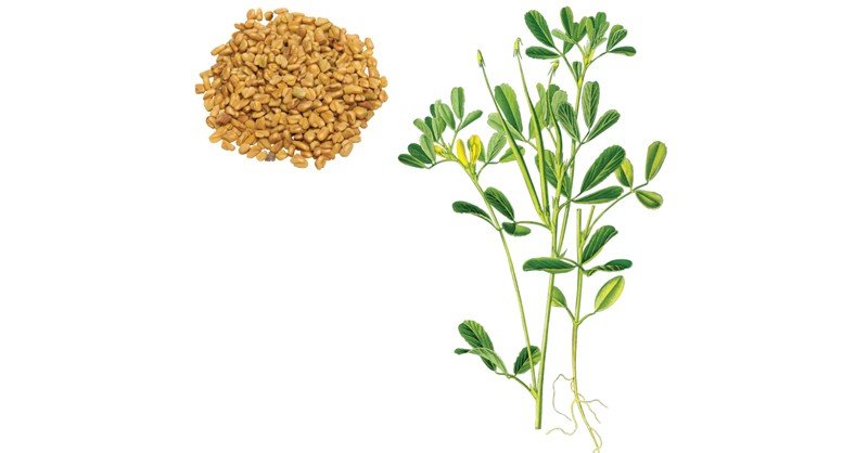 Fenugreek