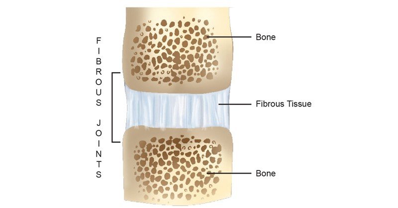 Fibrous-Joints