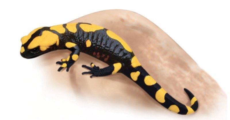 Fire-Salamander