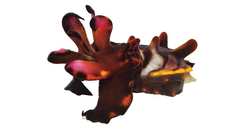 Flamboyant-Cuttlefish