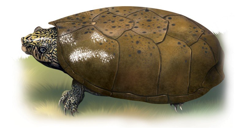 Flattened-Musk-Turtle