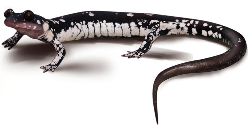 Fourche-Mountain-Salamander