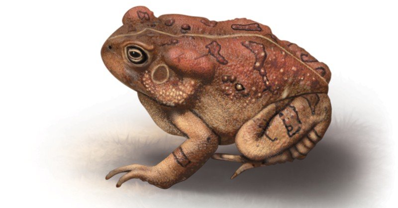 Fowler's-Toad