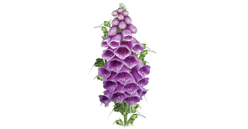 Foxglove
