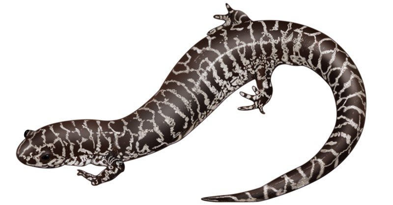 Frosted-Fatwoods-Salamander