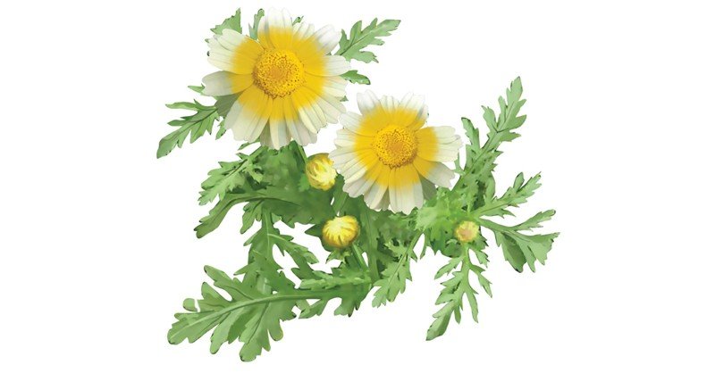 Garland-Chrysanthemum