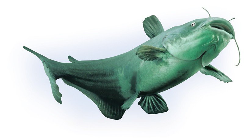 Giant-Catfish