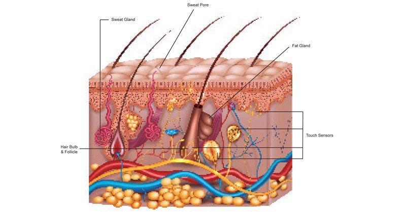 Glands,-Pores-and-Touch-Sensors