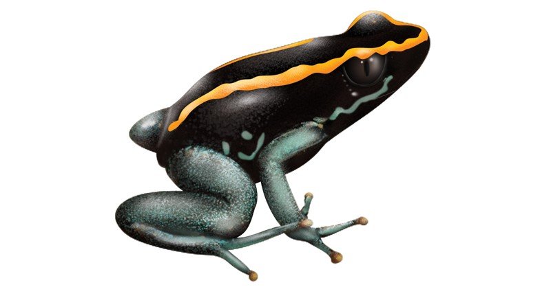 Golfodulcean-Poison-Frog
