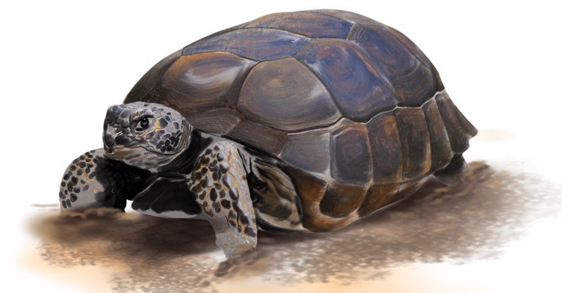Gopher-Tortoise