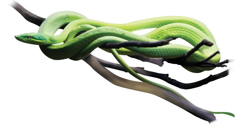 Green-Vine-Snake