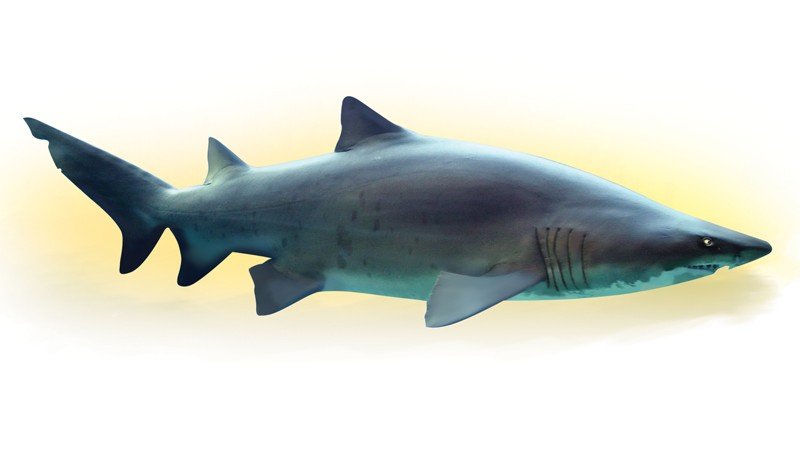 Grey-Nurse-Shark
