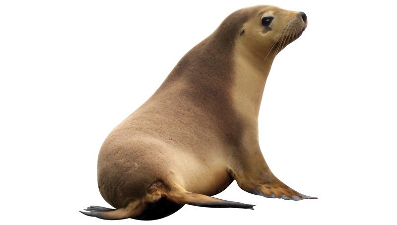 Guadalupe-Fur-Seal